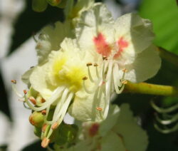 Blüte Rosskastanie