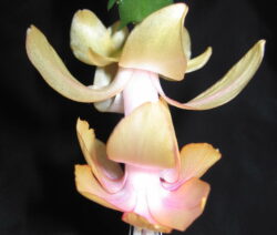 Blüte Weihnachtskaktus 2