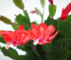 Blüte Weihnachtskaktus 3