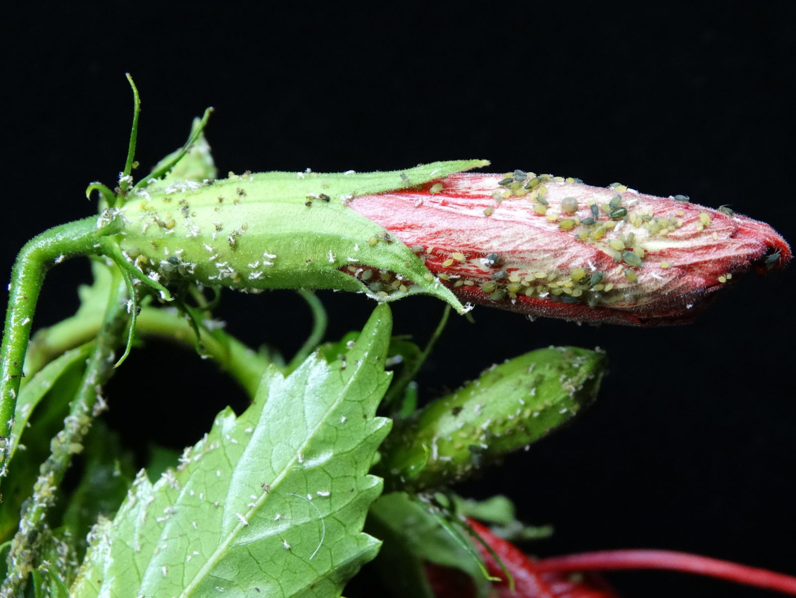 Hibiskus pflegen Expertentipps zur perfekten Pflege Plantura