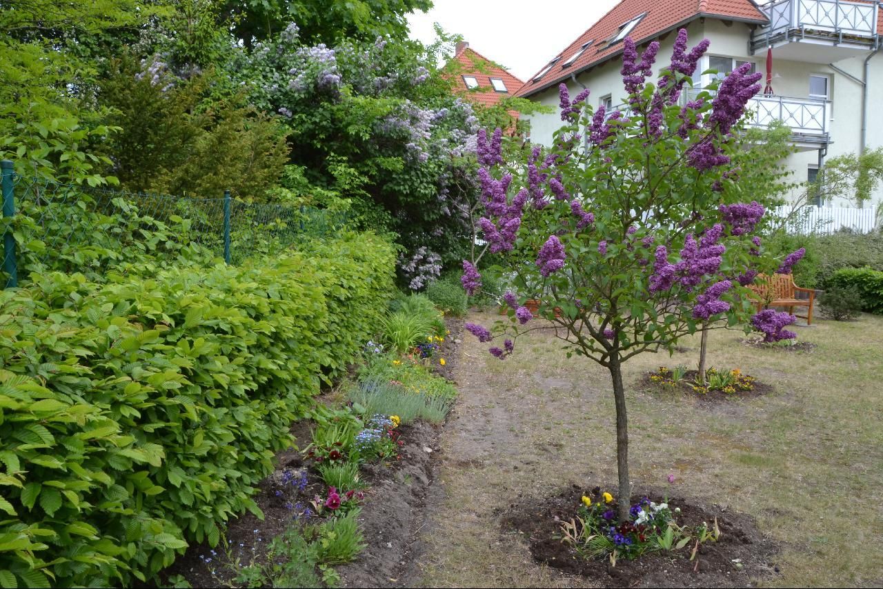 Flieder schneiden Wann und wie zurückschneiden? Plantura
