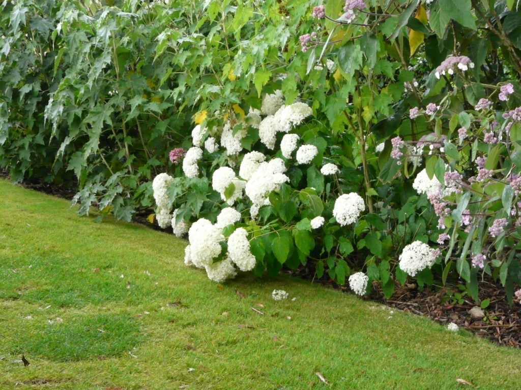 H. arborescens weiße Blüten zu schwer