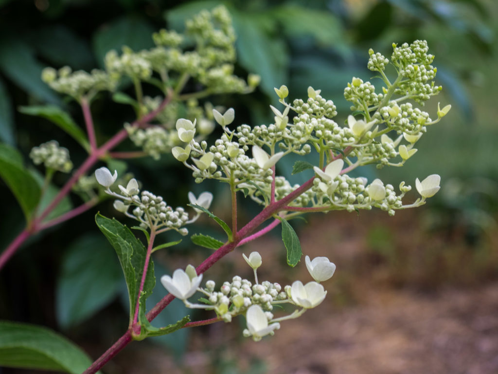 H.-paniculata-Blühbeginn