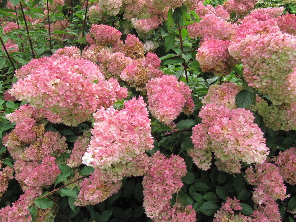 H. paniculata Verfärbung rosa