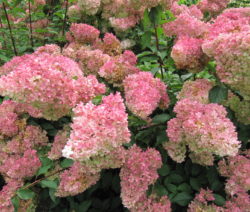 H. Paniculata Verfärbung
