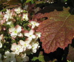 H. Quercifolia Blüte Und Blatt
