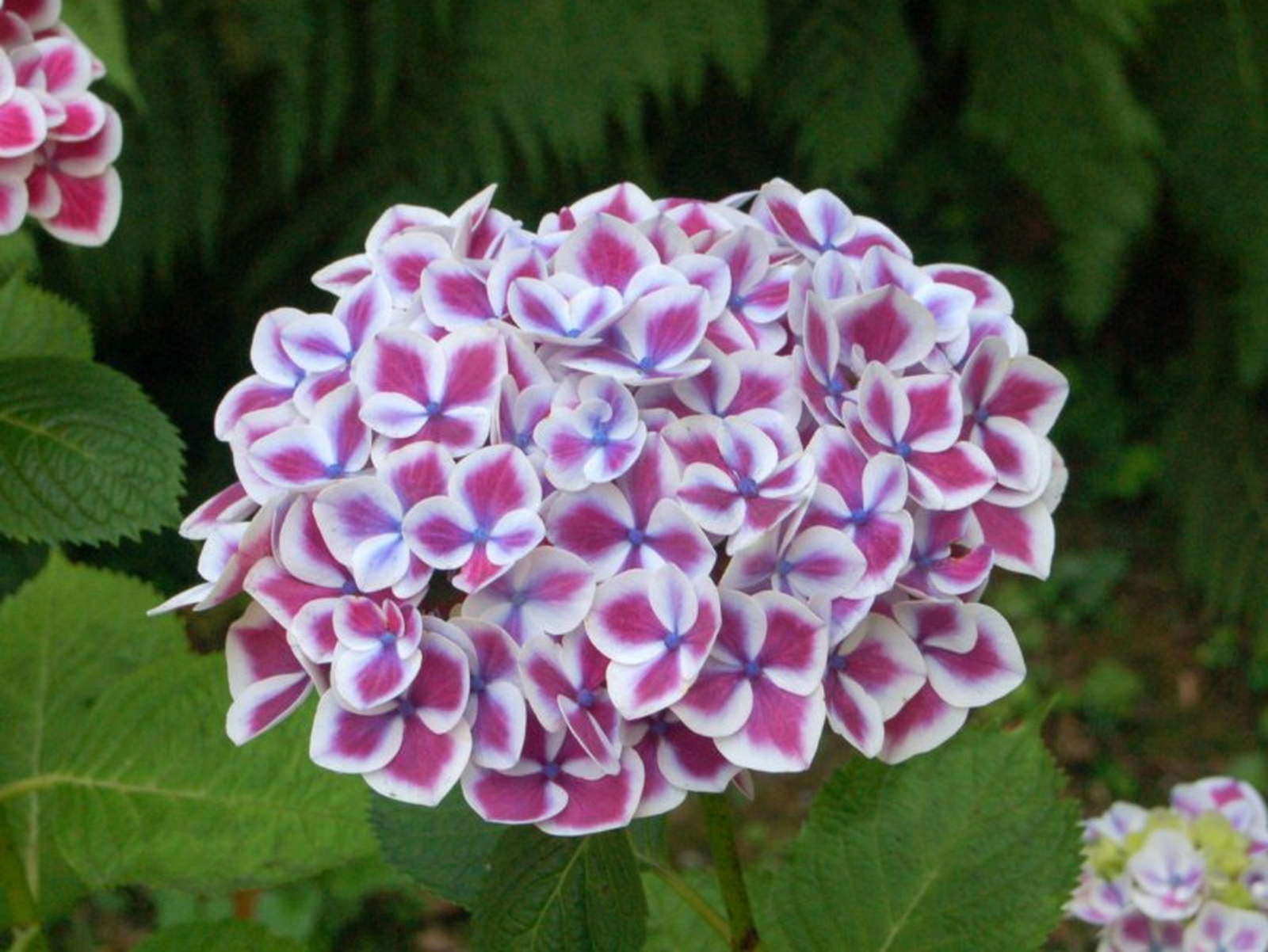 Hortensiensorten Die schönsten HortensienArten Plantura