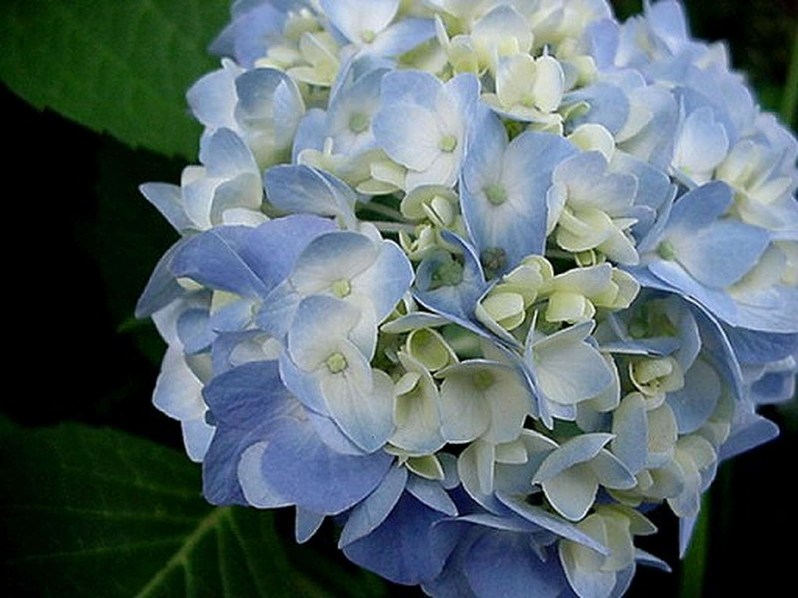Hortensien Arten Bilder:  A Colorful Journey into the World of Hydrangeas