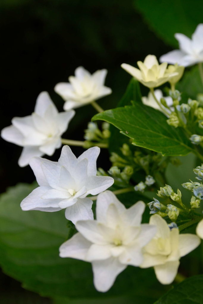 Hydrangea macrophylla hanabi weiße Hortensie