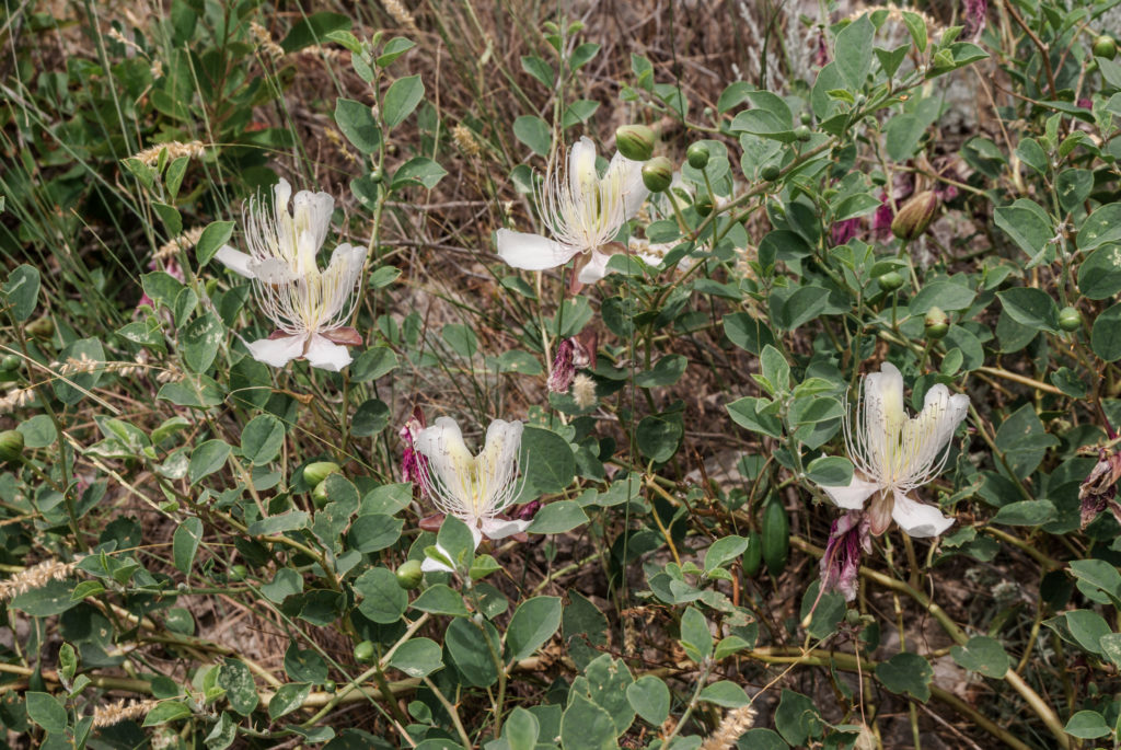 Kapernstrauch in Beet