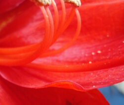 Pollen Amaryllis 1
