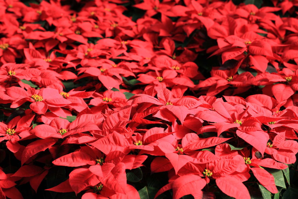 Blüte Weihnachtsstern rote Blüten