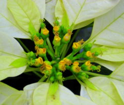 Weihnachtsstern Echte Blüten 1