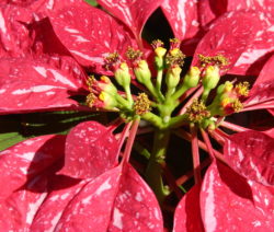 Weihnachtsstern Echte Blüten 2