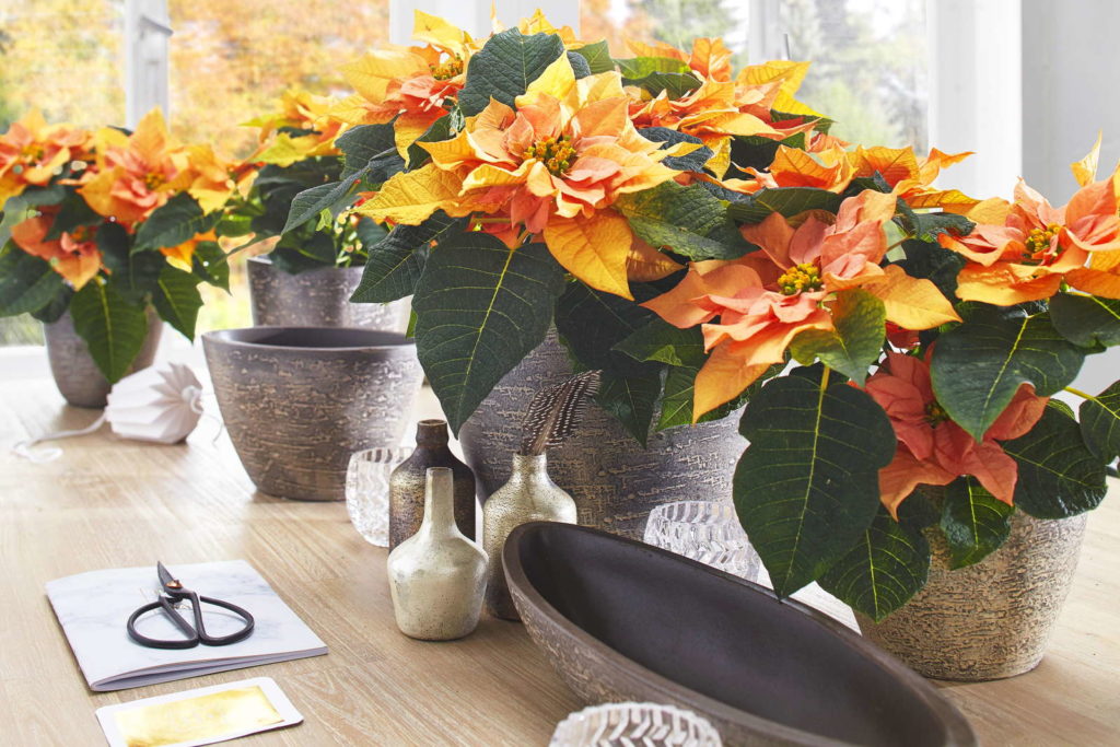 Weihnachtsstern exotische Farben orange Blüte