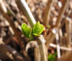 Austreibende Knopse Hortensie
