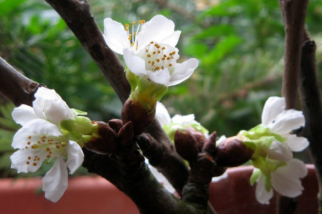 Barbarazweige Obstbaumzweig Blüte
