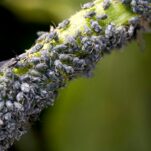 Blattläuse bekämpfen: Tipps zur natürlichen Bekämpfung