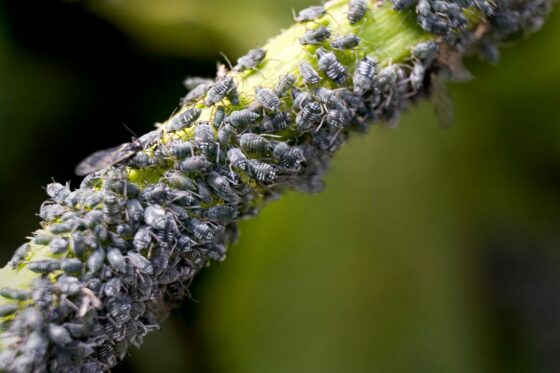 Blattläuse bekämpfen: Tipps zur natürlichen Bekämpfung