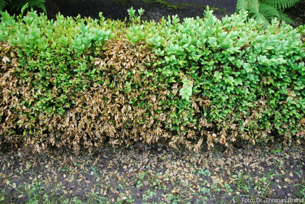 Blattfall an einer Kleinhecke durch Clyindrocladium buxicola