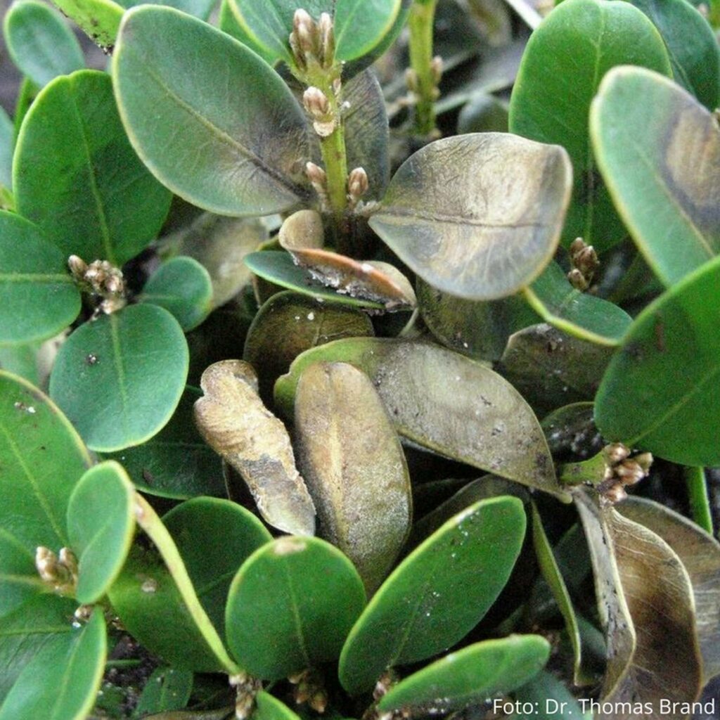 Cylindrocladium buxicola am Buchsbaum
