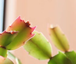 endständige Phyllokladien