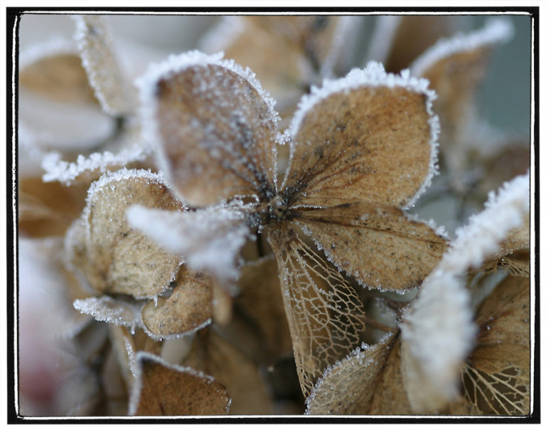 Hortensien überwintern & richtig vor Frost schützen Plantura