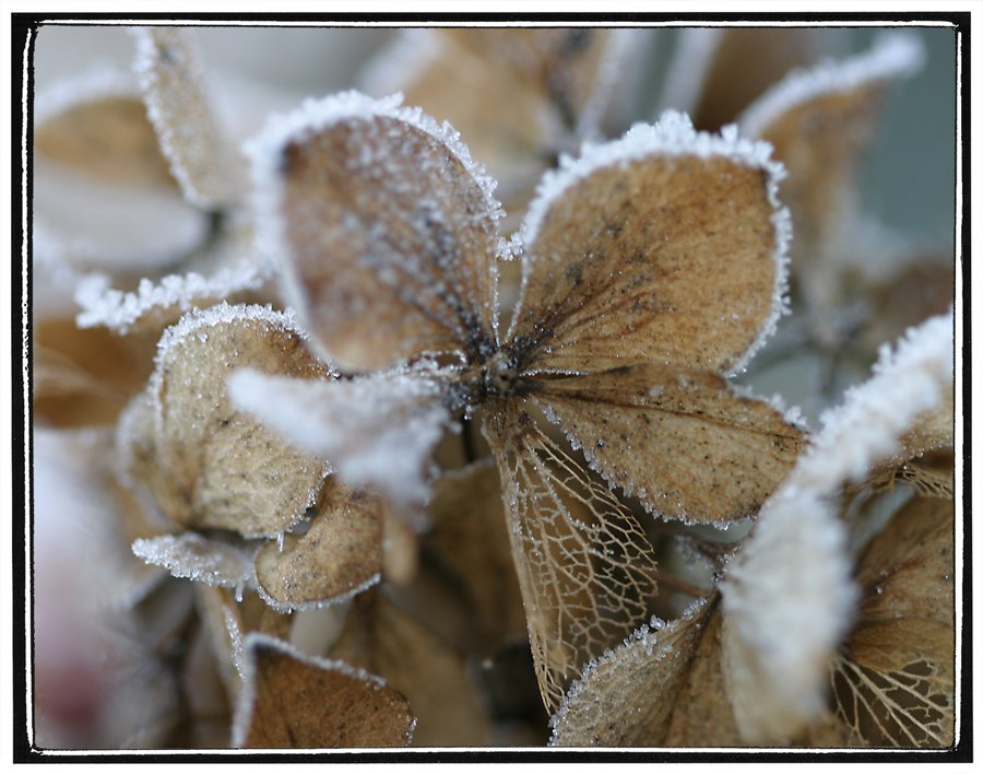 frostige Scheinblüte Hortensie