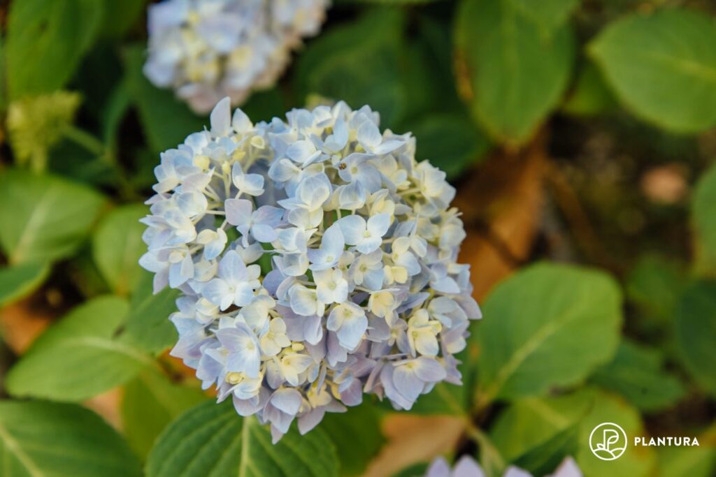 Blüte der Hortensie