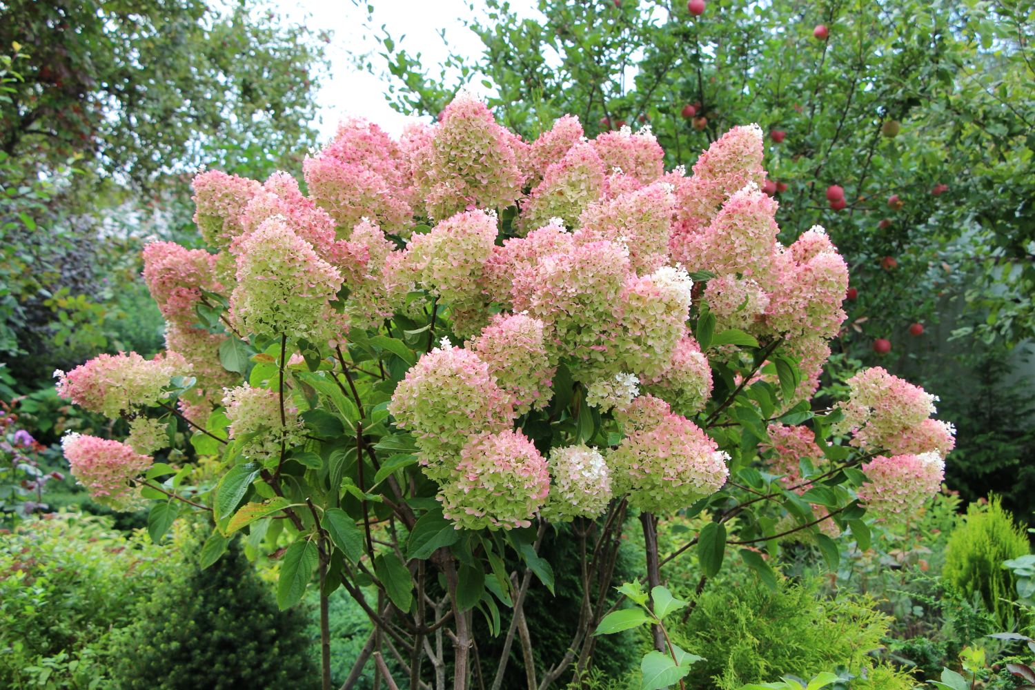 Hortensienarten Die schönsten Sorten für den Garten