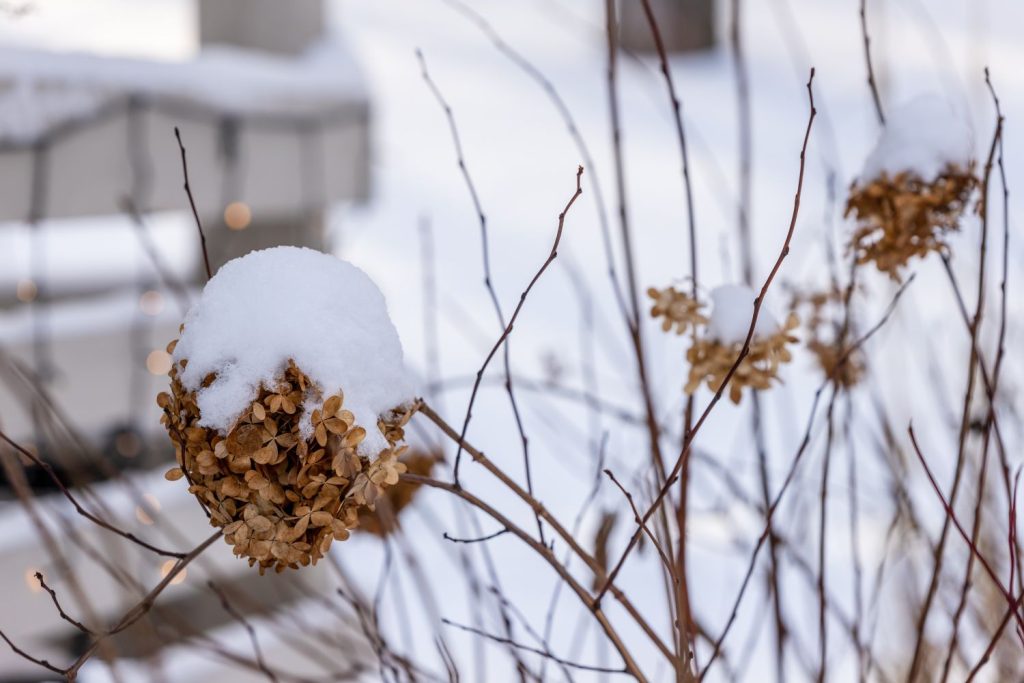 Hortensie im Winter