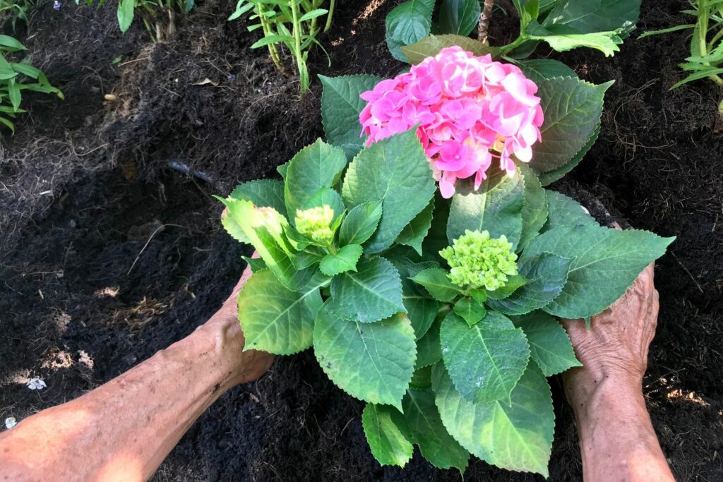 Hortensie im Beet