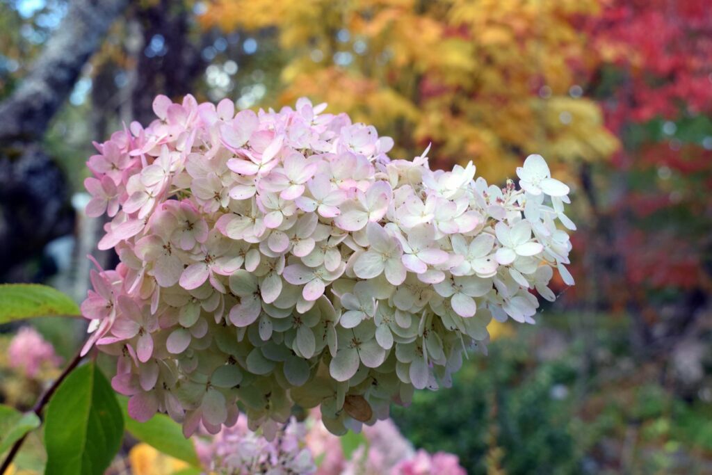 Blüten der Hortensie 'Grandiflora'