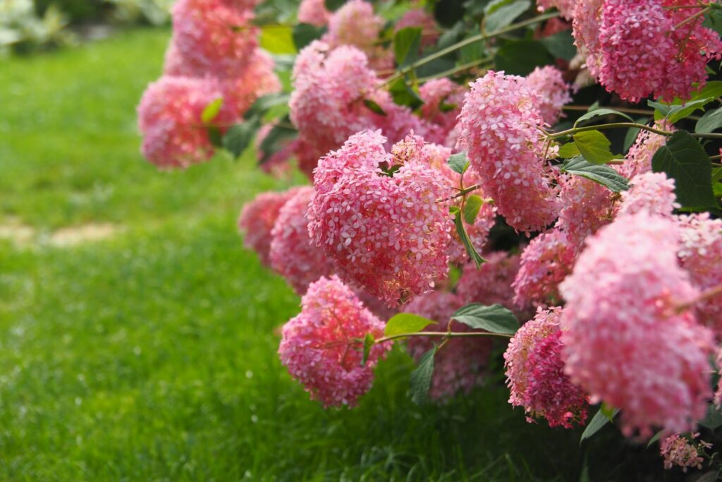 Pinke Hortensienblüten neigen sich Richtung Boden