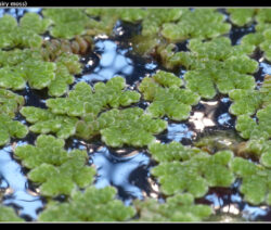 Invasive_Art_Großer Algenfarn 2