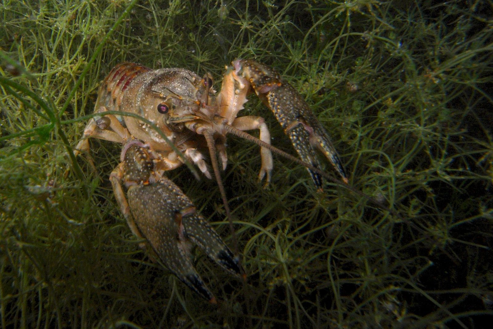 Invasive Arten & Neobiota Definition & Sorten Plantura