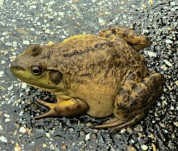 Invasive_Art_Nordamerikansicher_Ochsenfrosch