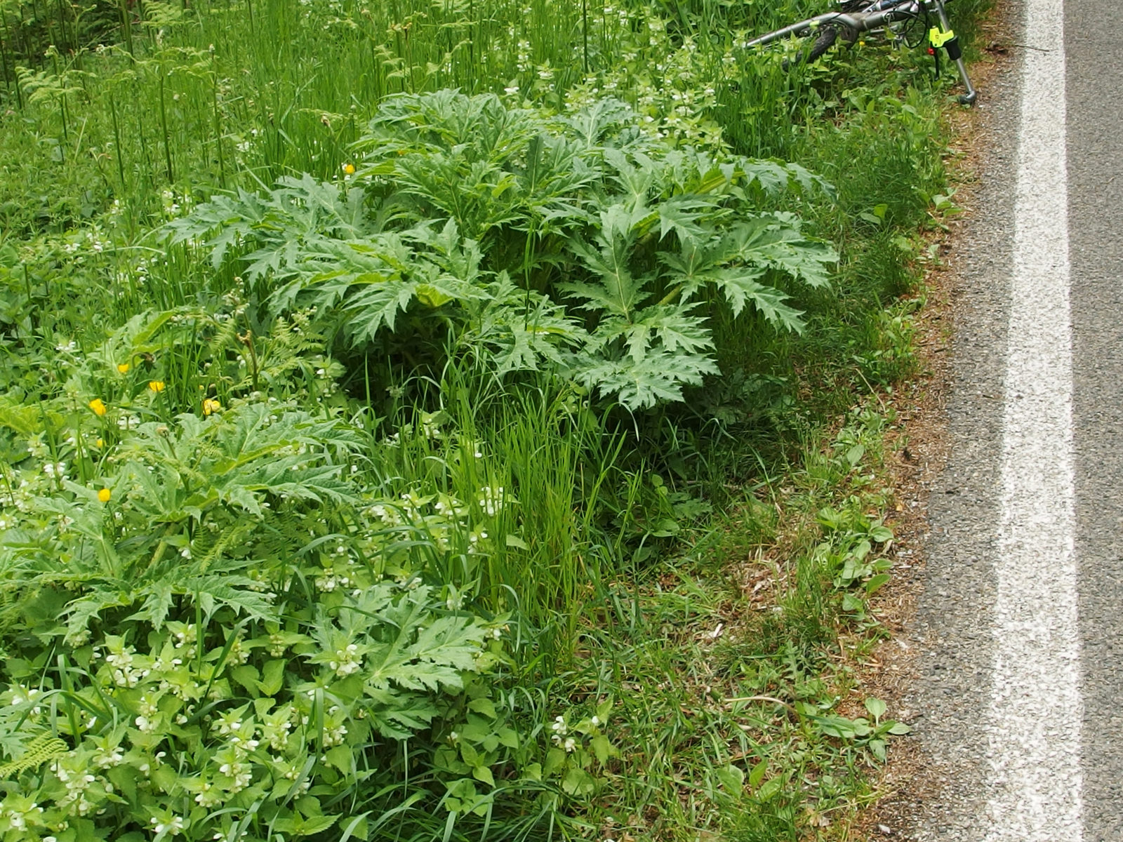 Invasive Arten & Neobiota Definition und Beispiele für Deutschland