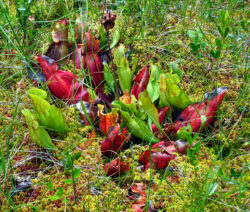 Invasive_Art_Rote_Schlauchpflanze