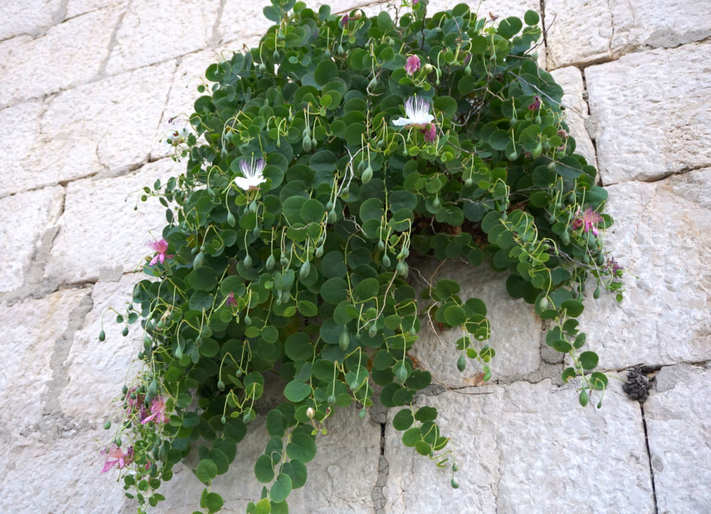 Kapernstrauch Pflanzen, pflegen & ernten Plantura