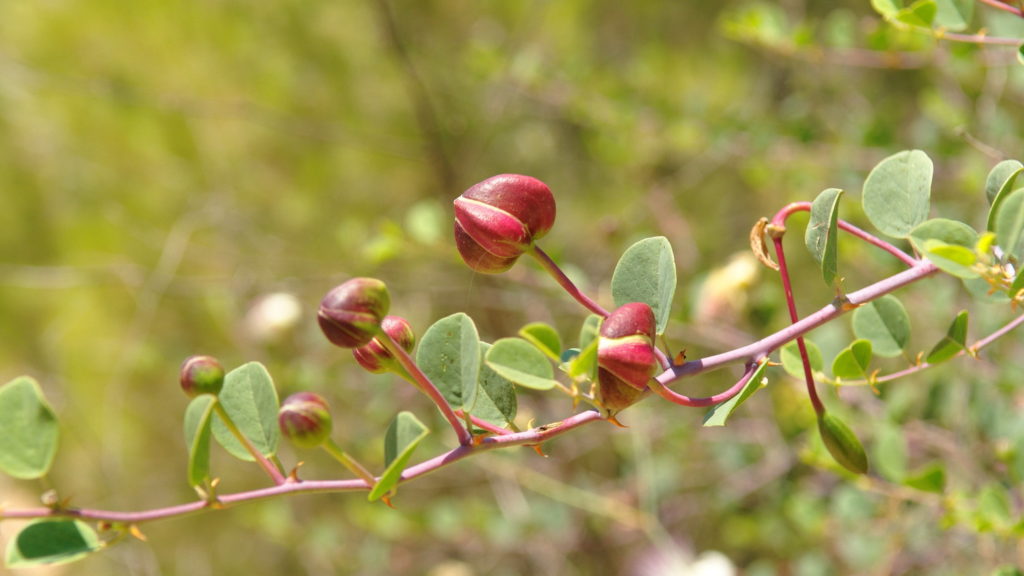 Kapernstrauch-Zweig mit Knospen