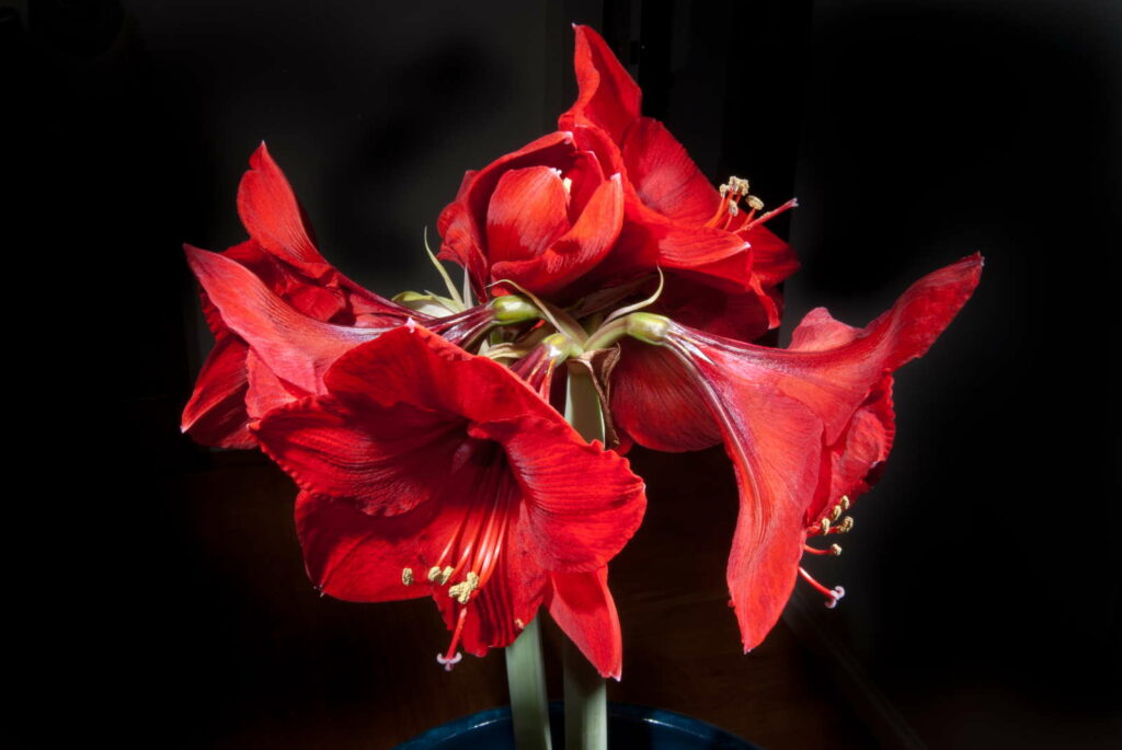 mehrere Blüten pro Stiel Amaryllis rot