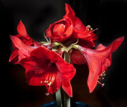 Mehrere Blüten Pro Stiel Amaryllis