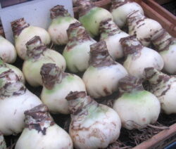 Nackte Zwiebel Amaryllis 3