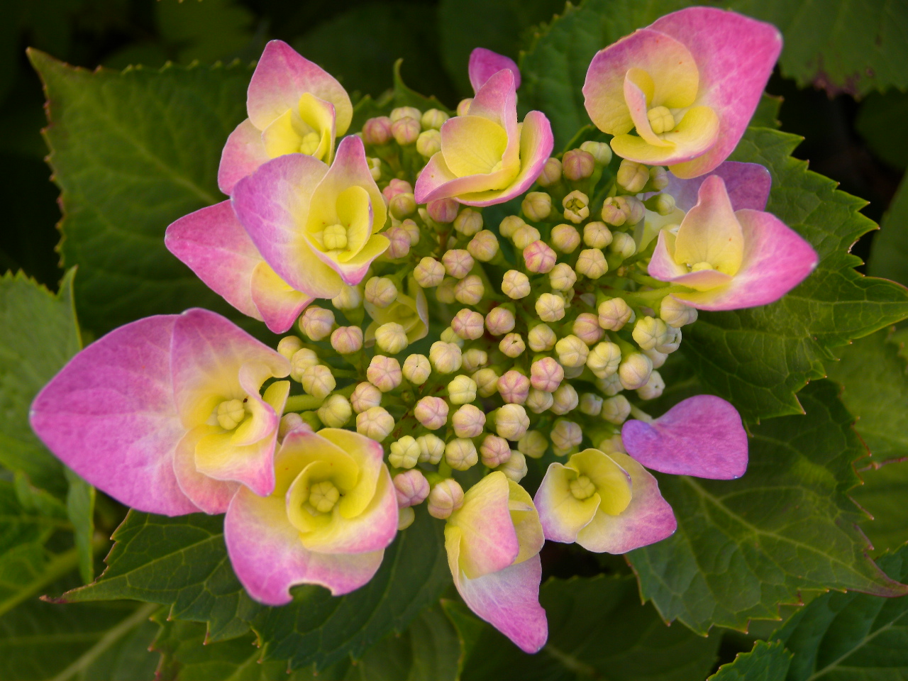 Hortensiensorten Die schönsten HortensienArten Plantura