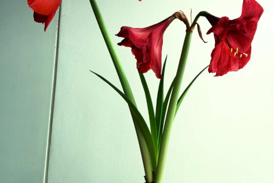 Amaryllis pflegen Gießen & düngen zur Blütezeit Plantura