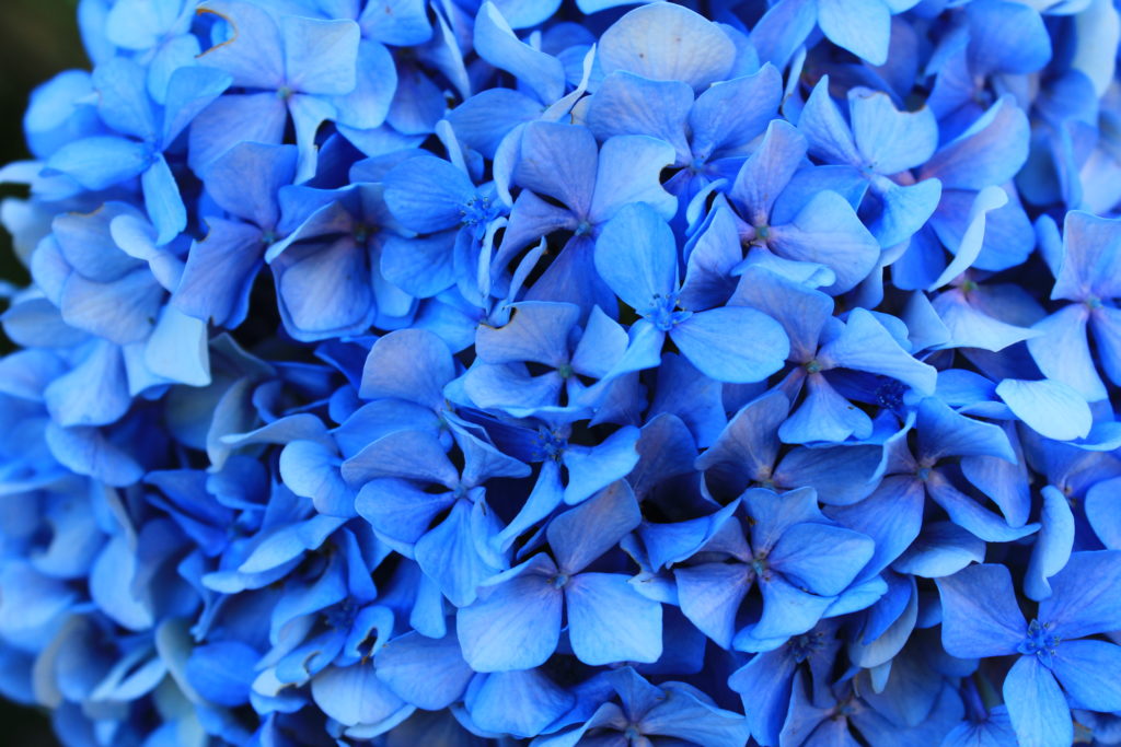tiefblaue Hortensienblüte