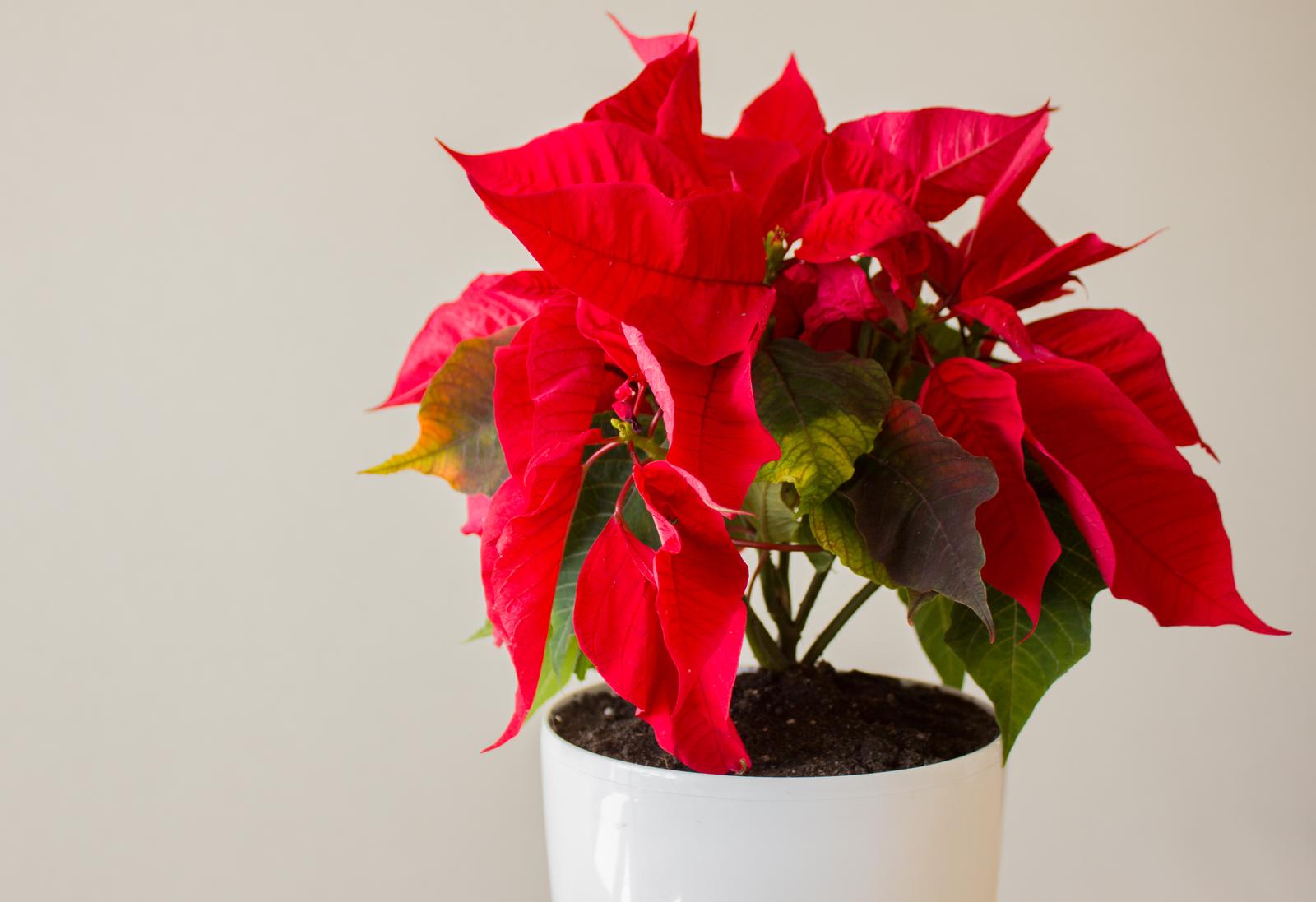 Weihnachtsstern: Tipps zum Pflanzen &amp; Pflegen - Plantura