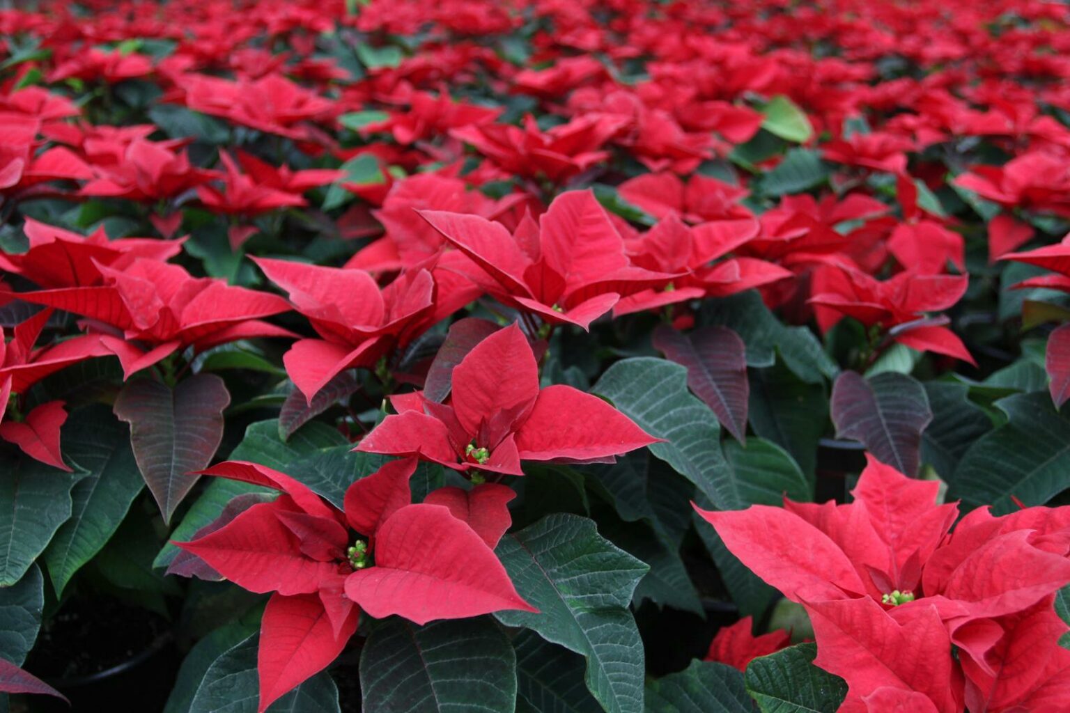 Weihnachtsstern Tipps zum Pflanzen & Pflegen Plantura