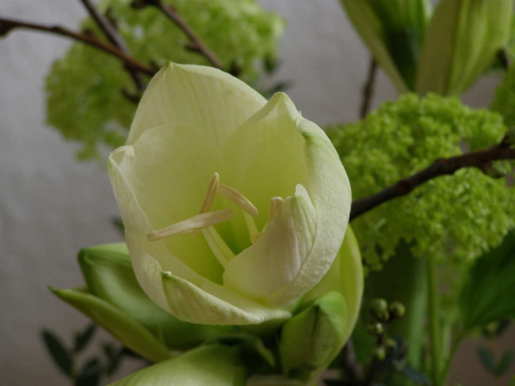 weiße Amaryllis öffnet sich